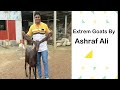 TOP QUALITY BEETAL GOATS IN INDIA |At Extrem Goats By Ashraf Ali at Maharashtra Karad