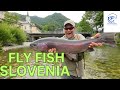 Fly fishing slovenia