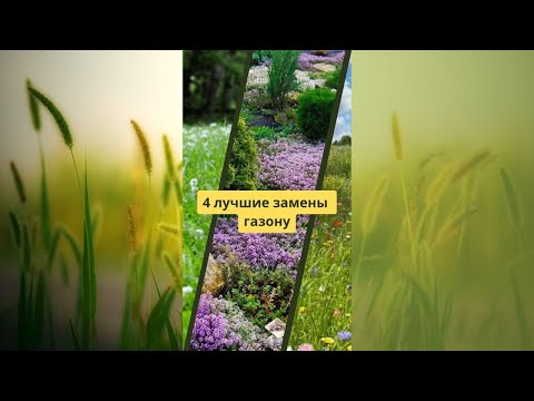 Видео: Алтернатива за тревна площ от острица - как да се грижим за тревата от острица