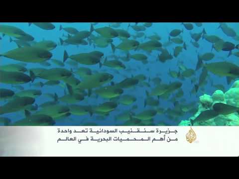 جزيرة سنقنيب السودانية حياة بحرية نادرة 