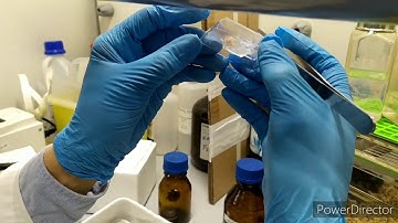 How to prepare OCT block for Immunohistochemistry | Research Technique | Dr Abi Greek