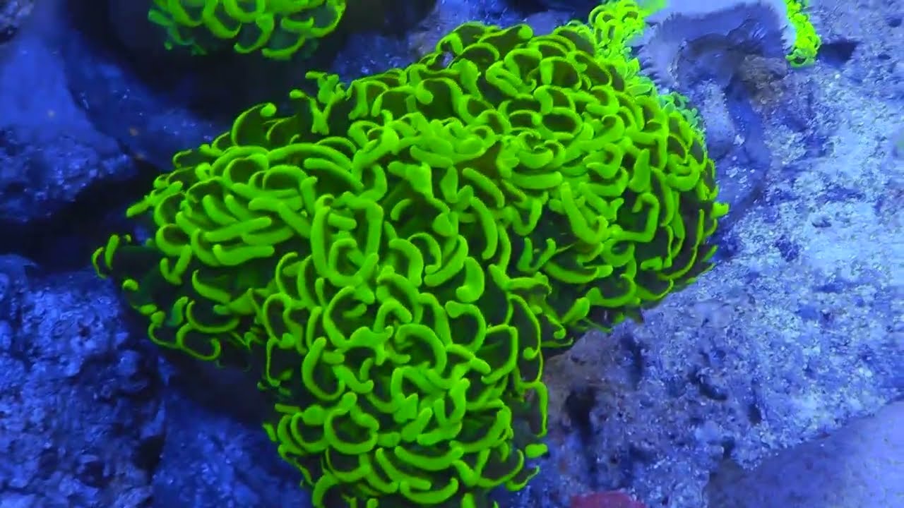 0801　ノーカットノー編集‼　インドネシア便入荷！！ミドリイシ、LPS必見！