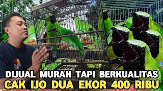 Download Lagu MAU CARI KEMANA !!! CUCAK IJO BIG SPEK BEGINI DUA EKOR CUMA 400 RIBU DI PASAR BURUNG PRAMUKA MP3 Download Lagu MAU CARI KEMANA !!! CUCAK IJO BIG SPEK BEGINI DUA EKOR CUMA 400 RIBU DI PASAR BURUNG PRAMUKA MP3