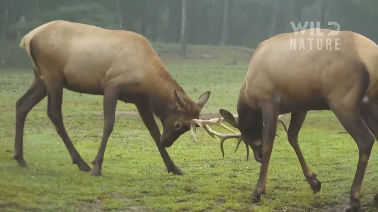 Wild Rocky Mountains – Wolves, Cougars & Bears Behind Majestic Peaks | Wildlife Documentary