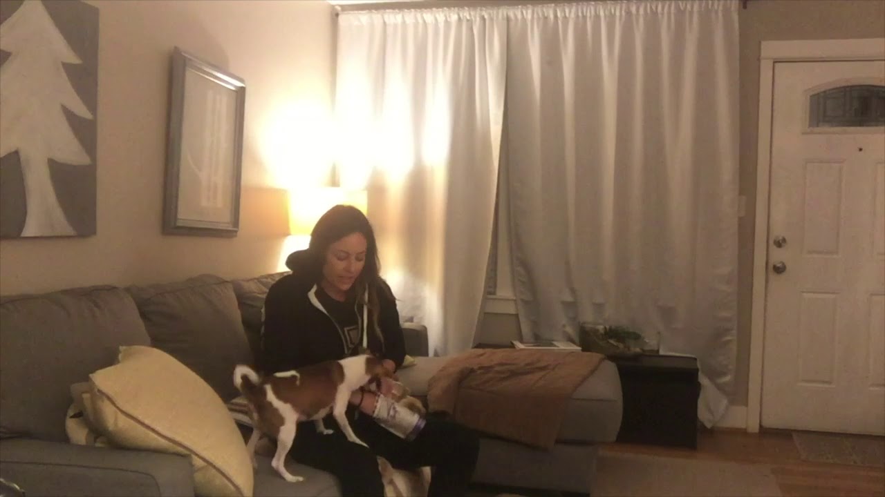 How to Give an Impossible Diabetic Dog an Insulin Shot - YouTube