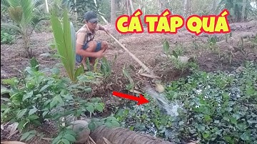 câu cá Lóc bằng vịt và pha táp cá bay lên bờ luôn #NiNguyentv148