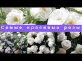 10 самых красивых белых роз