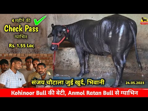 Kohinoor Bull की बेटी, Anmol Ratan Bull से ग्याभिन || Sanjay urf ...