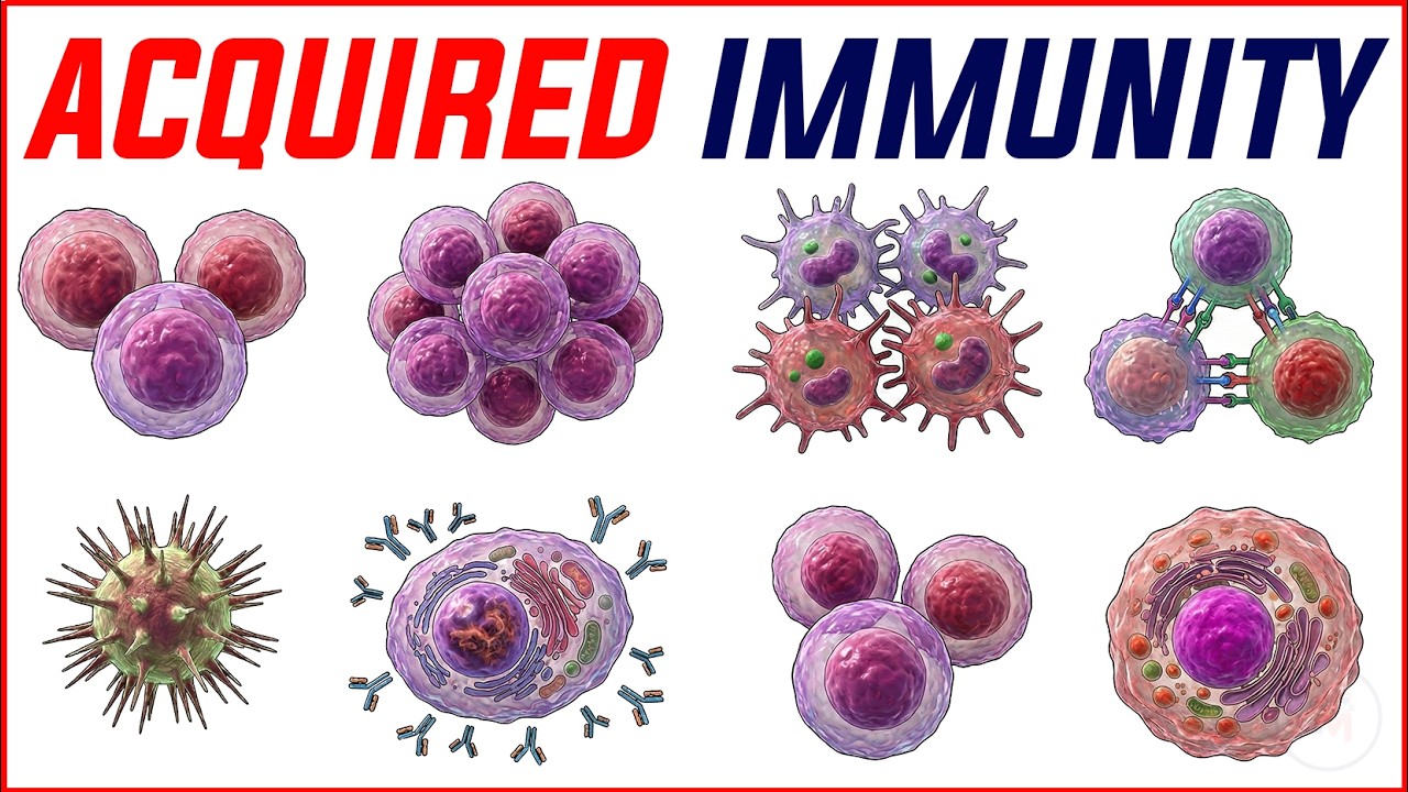 Патология приобретенного иммунитета: гуморальный и клеточно-опосредованный пути | Освойте основы 🩺