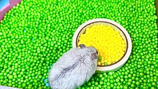 🐹 Hamster Maze Pool Puzzle Obstacle Course Challenge