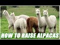 Llama Ranch chrome extension