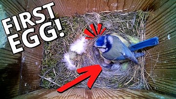 Blue Tit Lays Her First Egg of the Season