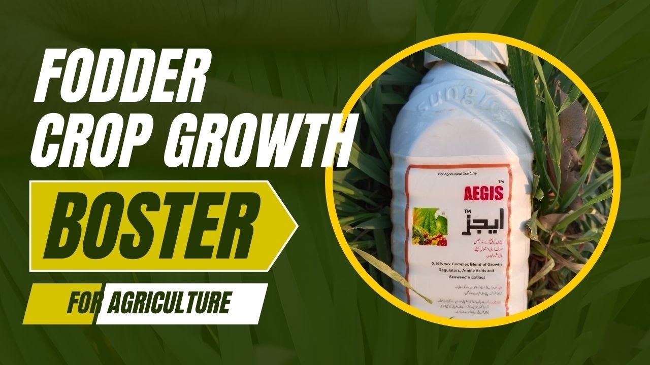 Wheat growth booster