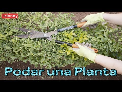 ¿Cómo cortar las ramas de las plantas?