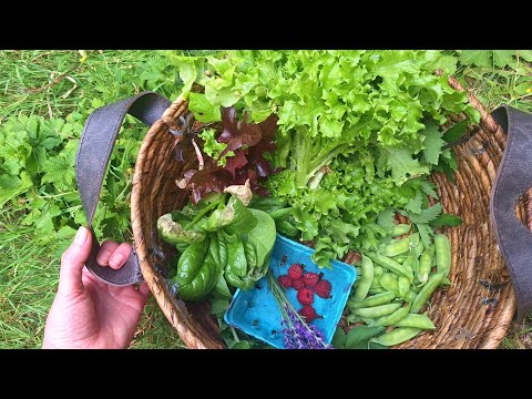 entering my gardening era...