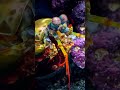 Did you know _ A mantis shrimp punches faster than a bullet