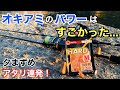 『ジグヘッド』と『オキアミ』で釣りをしたら釣れすぎた！
