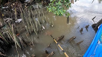 Kích Cá Trong Rạch Xáng Múc Sâu Cá Dữ Lắm Cá | Xiệt Cá Miền Tây | Catch Fish