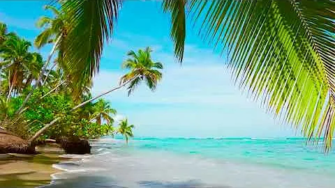 4k Palm Forest on the Beach. Relaxing Ocean Waves, Nature Sounds, Ocean Sounds for Sleep Meditation.
