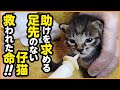 【子猫保護】親猫に食べられた...?足先のない子猫を保護しました