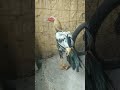 Eagle head Rooster #aseelmurga #eagles #viral