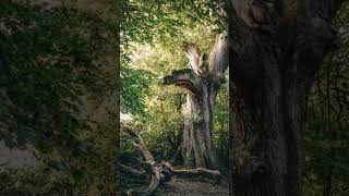The oldest tree on Earth is 5,000+ years old.
