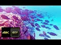 EGYPT 2019 & UNDERWATER RELAXING | Marsa Nakari - Red Sea Diving Safari + Blue Lagoon Beach | 4K 60P