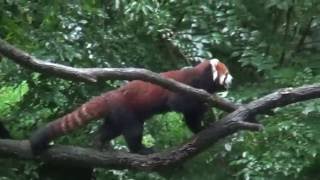 16.08 多摩動物公園 レッサーパンダのヤンヤン