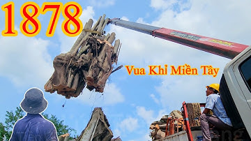Thót tim khi Nhóm Vua Khỉ Miền Tây cưa phần thân lớn của cây Gừa hơn 200 năm tuổi (7/9) Cutting tree