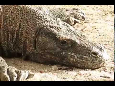 Komodo National Park Sailing & Overland Flores Island | Bali Java HOLIDAYS