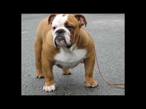 top 10 ყველაზი ძვირადღირებული ძაღლი/top 10 most expensive Valuable dog