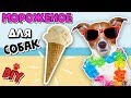 🍦ЗАМОРОЖЕННЫЕ ЛЕТНИЕ ВКУСНЯШКИ ДЛЯ СОБАК СВОИМИ РУКАМИ | Darina Sweet DIY