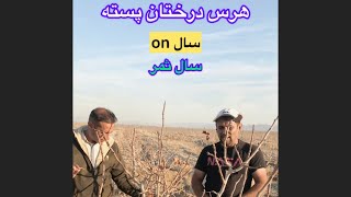 هرس درختان پسته سال on