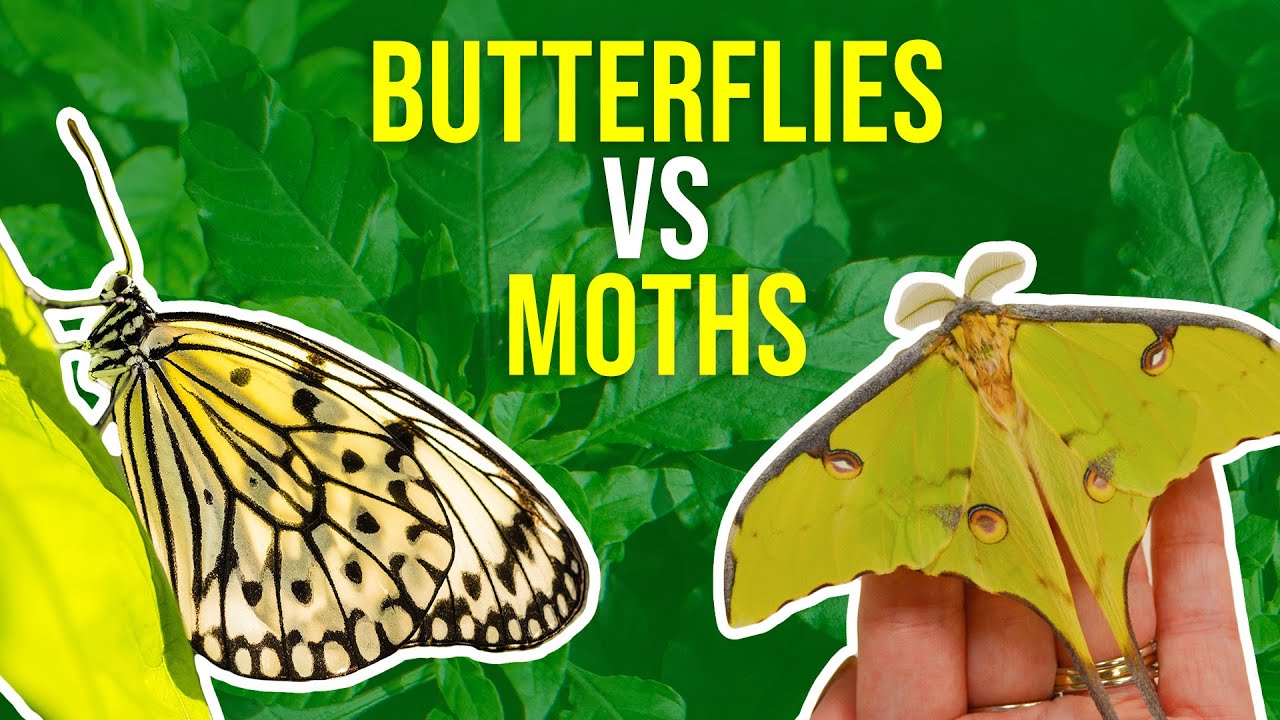 Moths Vs Butterflies | How Can I Tell Moths And Butterflies Apart? - Youtube