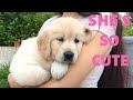 PICKING UP MY GOLDEN RETRIEVER PUPPY | VLOG