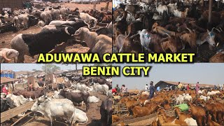 EDO: A VISIT TO ADUWAWA CATTLE MARKET IN BENIN CITY COST OF COW GOAT & RAM WILL SHOCK YOU