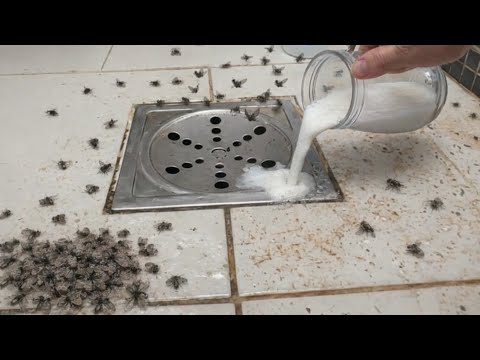 🔴 Get rid of flies, mosquitoes, and gnats right away! After using baking soda, don't waste any mo...