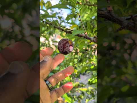 A Bird Got to My Plum First 😳 visual 1