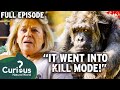 Intelligent yet 100 deadly insane chimpanzee attacks owner  full episode  curious natural world
