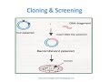 Recombinant Protein Expression in Ecoli