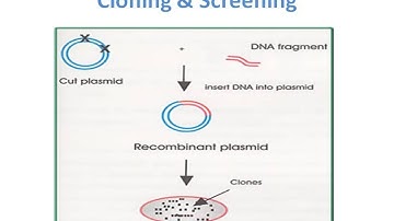 Recombinant Protein Expression in Ecoli
