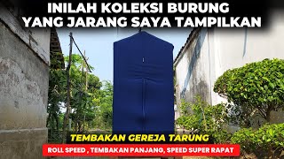 KOLEKSI BURUNG YANG JARANG SAYA TAMPILKAN❗TEMBAKANYA PEDES BANGET❗