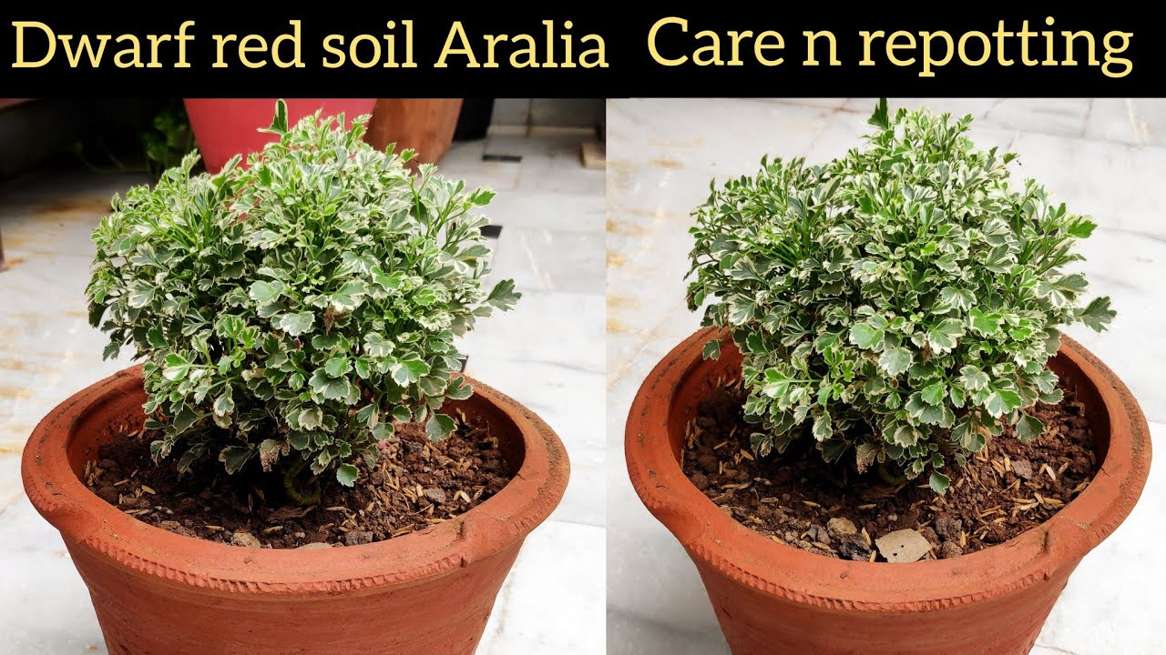 dwarf plant care n repotting soil, ornamental plant tips, aralia varieties - YouTube
