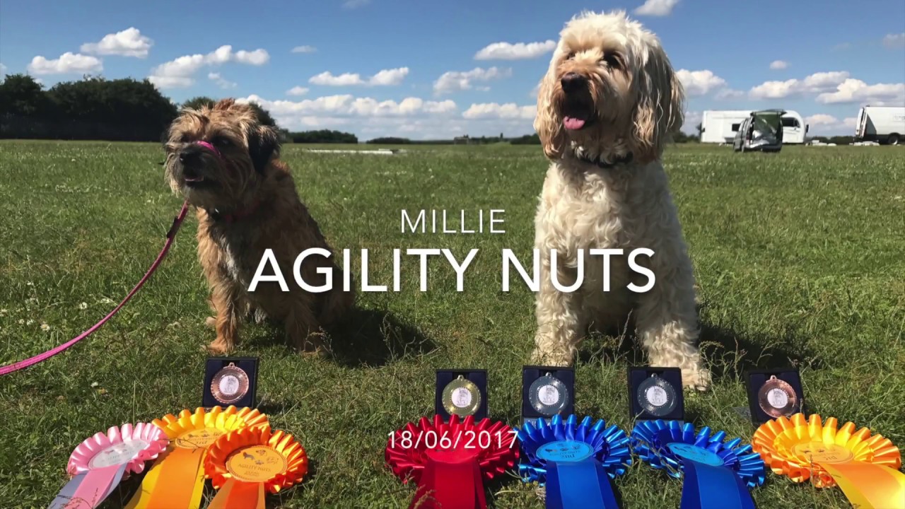 Agility Nuts | 18/06/2017 - YouTube