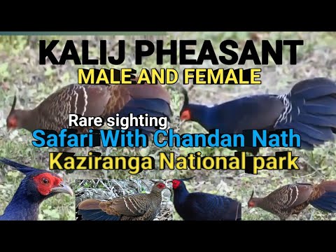 KALIJ PHEASANT  MALE AND FEMALE  Kaziranga National park