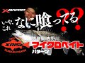 いや、これなに喰ってる?? 吉野川マイクロベイトパターン編【XRISE vol.2 まとめ】