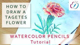 How to draw TAGETES FLOWER with WATERCOLOR PENCILS