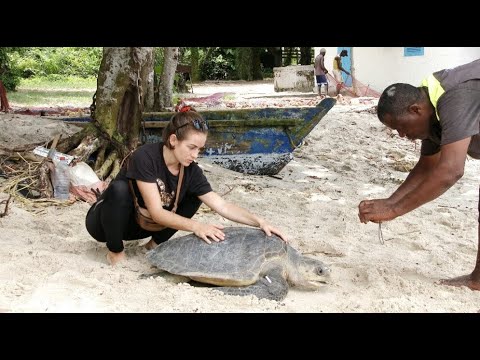 Vidéo: 5 Endroits en Amérique centrale pour trouver des tortues marines