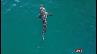 Fatal attack revives debate over controversial shark nets in Australia - 4/Oct/2025