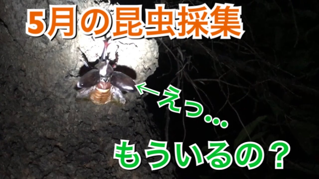 カブトムシ クワガタムシ 5月の昆虫採集 初めての獲物は Youtube